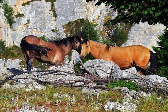 میران، قلعه ای باستانی بر فراز رامیان