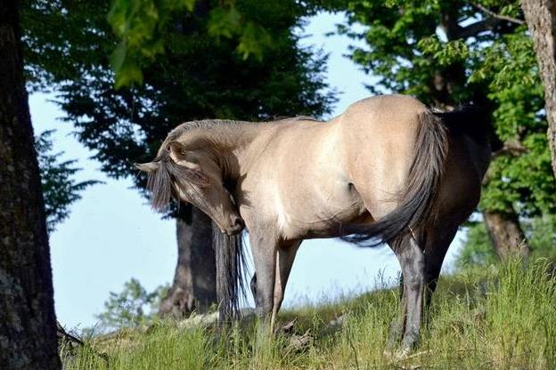 میران، قلعه ای باستانی بر فراز رامیان