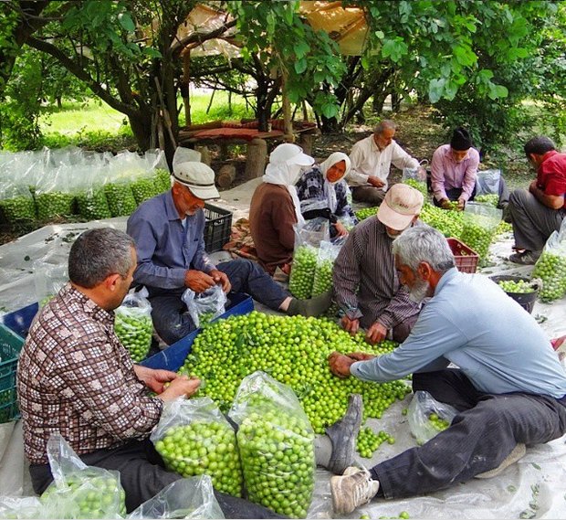 روایتی از چوپانی که هزاران هوادار اینستاگرامی دارد