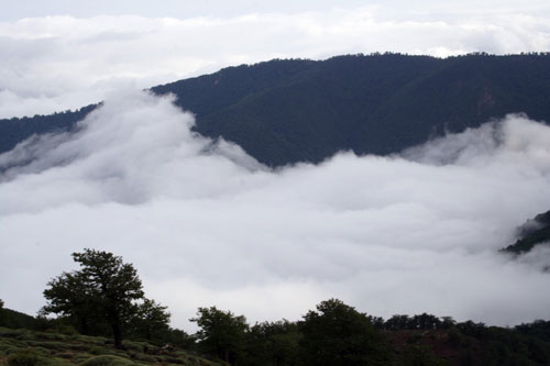 جنگل ابر سمنان