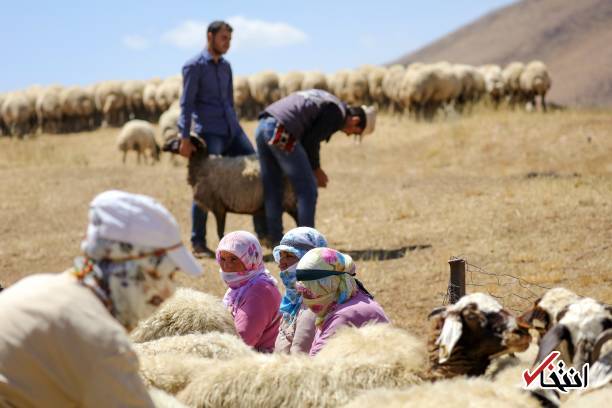 تصاویر : سفره پرمخاطره زنان روستایی در ترکیه