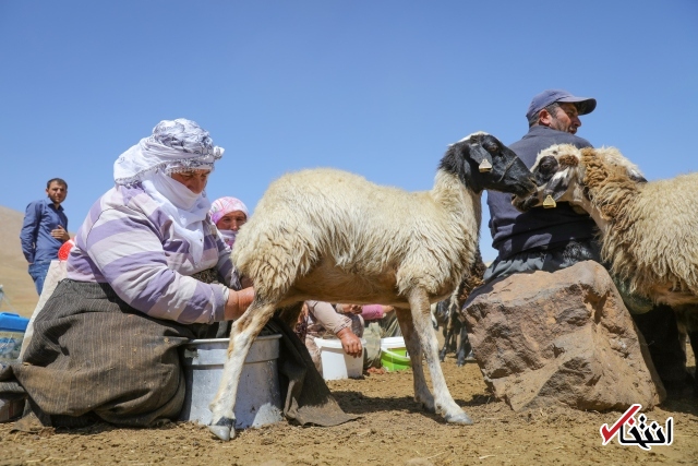 تصاویر : سفره پرمخاطره زنان روستایی در ترکیه