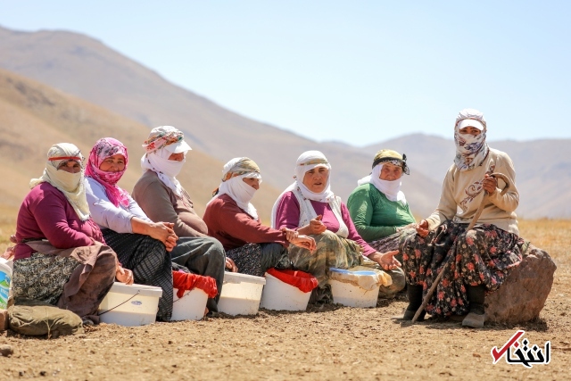 تصاویر : سفره پرمخاطره زنان روستایی در ترکیه