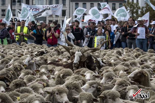 تصاویر : تظاهرات گوسفندها‌ علیه گرگ‌ها در فرانسه!