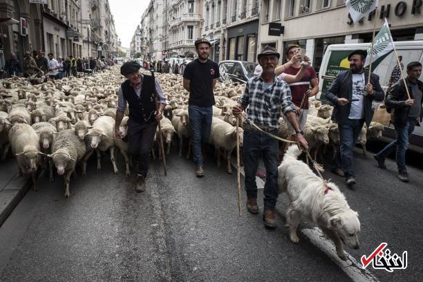 تصاویر : تظاهرات گوسفندها‌ علیه گرگ‌ها در فرانسه!