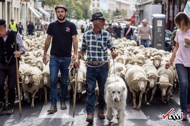 تصاویر : تظاهرات گوسفندها‌ علیه گرگ‌ها در فرانسه!