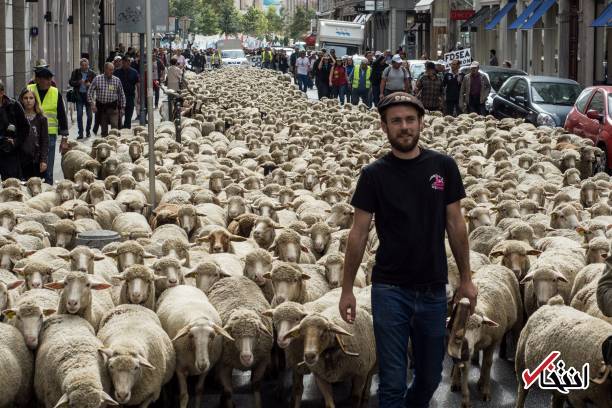 تصاویر : تظاهرات گوسفندها‌ علیه گرگ‌ها در فرانسه!